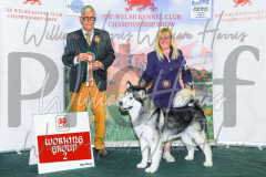 2_THE-WELSH-KENNEL-CLUB-2023-WCH_0371.JPG