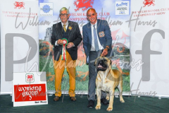 2_THE-WELSH-KENNEL-CLUB-2023-WCH_0379.JPG