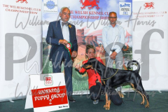 2_THE-WELSH-KENNEL-CLUB-2023-WCH_0389.JPG