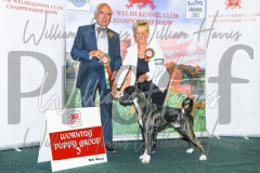 2_THE-WELSH-KENNEL-CLUB-2023-WCH_0393.JPG