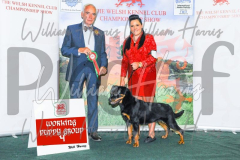 2_THE-WELSH-KENNEL-CLUB-2023-WCH_0402.JPG