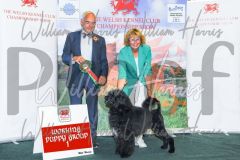 2_THE-WELSH-KENNEL-CLUB-2023-WCH_0421.JPG