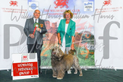 2_THE-WELSH-KENNEL-CLUB-2023-WCH_0425.JPG