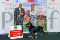 2_THE-WELSH-KENNEL-CLUB-2023-WCH_0443.JPG