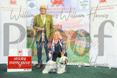 2_THE-WELSH-KENNEL-CLUB-2023-WCH_0486.JPG