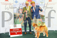 2_THE-WELSH-KENNEL-CLUB-2023-WCH_0493.JPG