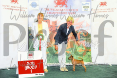 2_THE-WELSH-KENNEL-CLUB-2023-WCH_0541.JPG