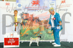 2_THE-WELSH-KENNEL-CLUB-2023-WCH_0553.JPG