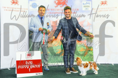 2_THE-WELSH-KENNEL-CLUB-2023-WCH_0569.JPG
