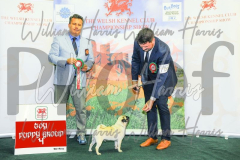 2_THE-WELSH-KENNEL-CLUB-2023-WCH_0585.JPG