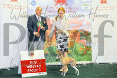 2_THE-WELSH-KENNEL-CLUB-2023-WCH_0593.JPG