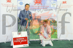 2_THE-WELSH-KENNEL-CLUB-2023-WCH_0642.JPG