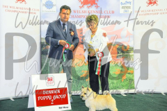 2_THE-WELSH-KENNEL-CLUB-2023-WCH_0651.JPG
