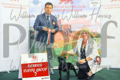 2_THE-WELSH-KENNEL-CLUB-2023-WCH_0656.JPG