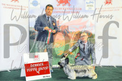 2_THE-WELSH-KENNEL-CLUB-2023-WCH_0662.JPG