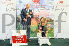 2_THE-WELSH-KENNEL-CLUB-2023-WCH_0686.JPG