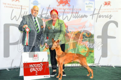 2_THE-WELSH-KENNEL-CLUB-2023-WCH_0710.JPG