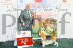 2_THE-WELSH-KENNEL-CLUB-2023-WCH_0724.JPG