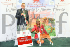 2_THE-WELSH-KENNEL-CLUB-2023-WCH_0735.JPG