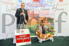 2_THE-WELSH-KENNEL-CLUB-2023-WCH_0741.JPG