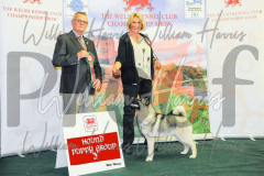 2_THE-WELSH-KENNEL-CLUB-2023-WCH_0745.JPG