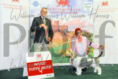 2_THE-WELSH-KENNEL-CLUB-2023-WCH_0751.JPG