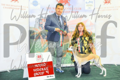 2_THE-WELSH-KENNEL-CLUB-2023-WCH_0776.JPG