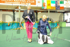 2_THE-WELSH-KENNEL-CLUB-2023-WCH_0795.JPG