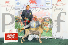 2_THE-WELSH-KENNEL-CLUB-2023-WCH_0809.JPG
