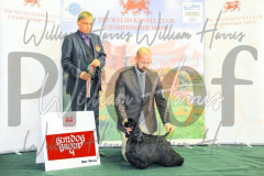 2_THE-WELSH-KENNEL-CLUB-2023-WCH_0834.JPG