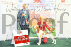 2_THE-WELSH-KENNEL-CLUB-2023-WCH_0861.JPG