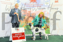2_THE-WELSH-KENNEL-CLUB-2023-WCH_0868.JPG