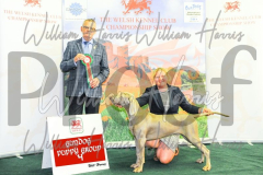 2_THE-WELSH-KENNEL-CLUB-2023-WCH_0875.JPG