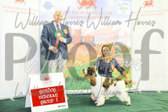 2_THE-WELSH-KENNEL-CLUB-2023-WCH_0878.JPG