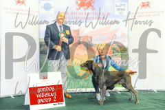 2_THE-WELSH-KENNEL-CLUB-2023-WCH_0881.JPG