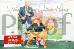 2_THE-WELSH-KENNEL-CLUB-2023-WCH_0886.JPG