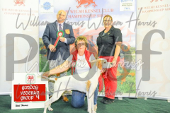 2_THE-WELSH-KENNEL-CLUB-2023-WCH_0895.JPG