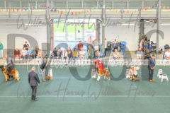 2_THE-WELSH-KENNEL-CLUB-2023-WCH_0909.JPG