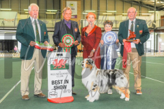 2_THE-WELSH-KENNEL-CLUB-2023-WCH_0916.JPG