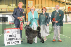 2_THE-WELSH-KENNEL-CLUB-2023-WCH_0931.JPG