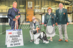 2_THE-WELSH-KENNEL-CLUB-2023-WCH_0941.JPG