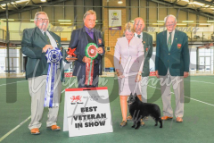 2_THE-WELSH-KENNEL-CLUB-2023-WCH_0952.JPG