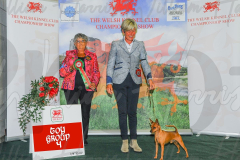 WCH_0445A_WELSH-KENNEL-CLUB-2024-