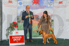 WCH_0550A_WELSH-KENNEL-CLUB-2024-