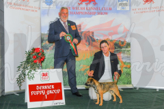 WCH_0595A_WELSH-KENNEL-CLUB-2024-