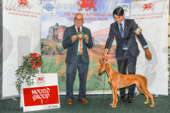 WCH_0659A_WELSH-KENNEL-CLUB-2024-