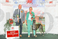 WCH_0695A_WELSH-KENNEL-CLUB-2024-