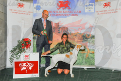 WCH_0784A_WELSH-KENNEL-CLUB-2024-