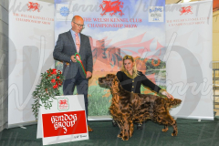 WCH_0794A_WELSH-KENNEL-CLUB-2024-