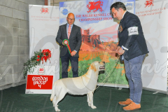 WCH_0803A_WELSH-KENNEL-CLUB-2024-